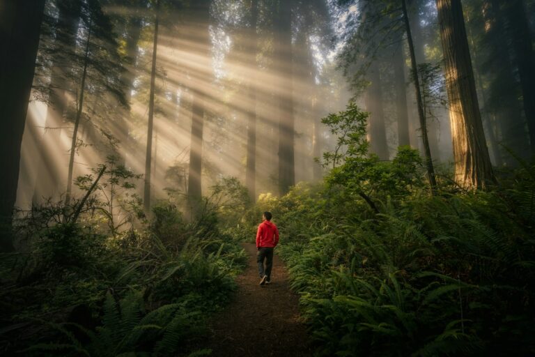 Person spaziert durch einen nebligen Wald mit Sonnenstrahlen – Sport gegen Stress in der Natur